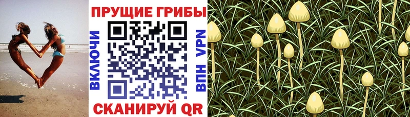Галлюциногенные грибы Psilocybe купить Озёры